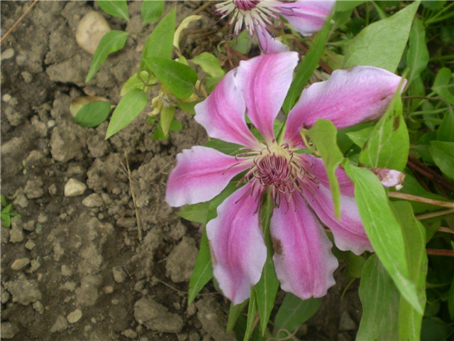 clematis